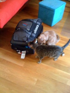 a couple of cats looking at a suitcase