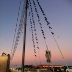 birds on a power line
